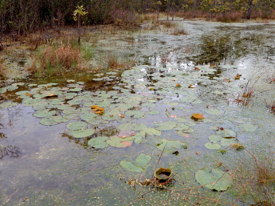 scene boiling spring lakes preserve ncwetlands KG (2)
