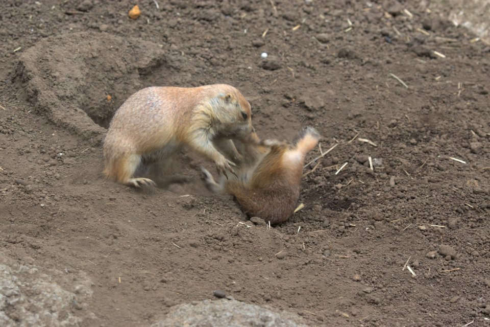 オグロプレーリードッグ Black-tailed Prairie Dog