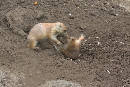 オグロプレーリードッグ Black-tailed Prairie Dog photo