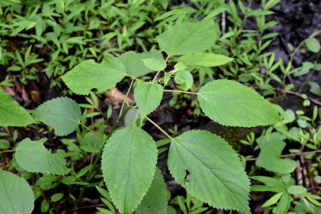 plant Boehmeria cylindrica latham-whitehurst nature park ncwetlands am (11)