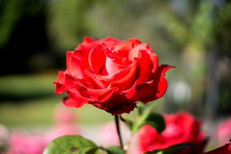 Rose1 photo