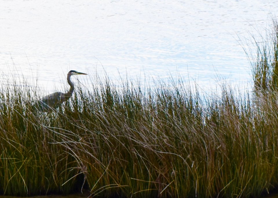 bird great blue heron Duck Town Park and Boardwalk ncwetlands AM (24)