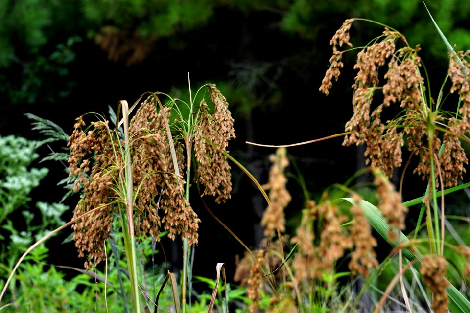 plant bulrush Lake Crabtree County Pk ncwetlands KG (21)