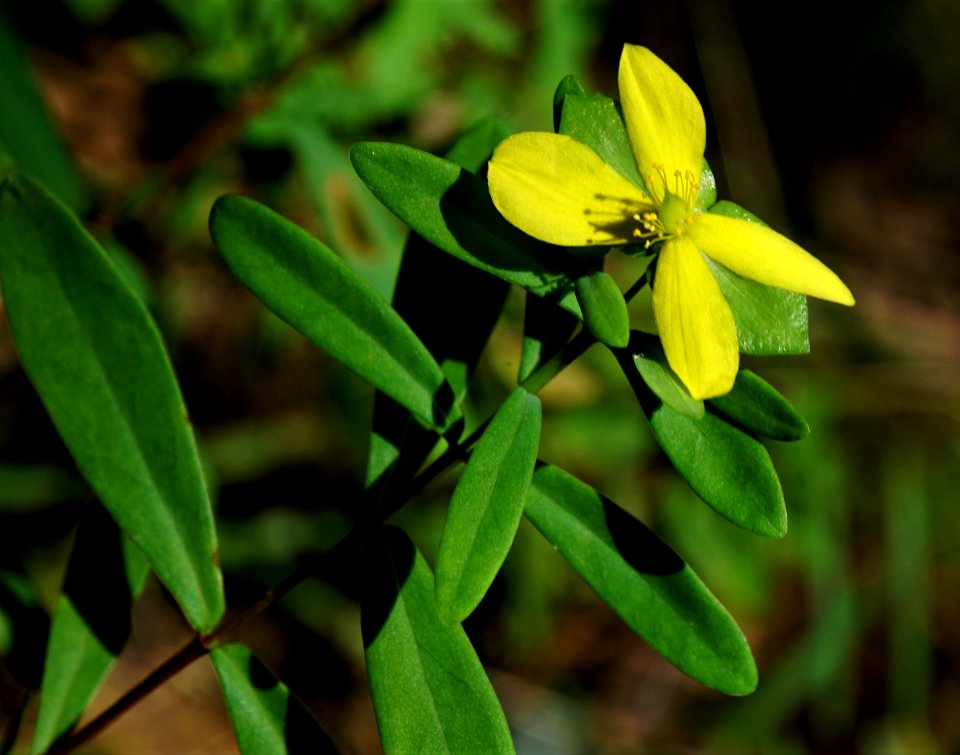 hypericum hypericoides flower Mason Farms KG (5)