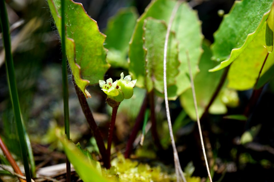 centella asiatica patsy's pond croatan NF KG (1)