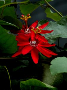 1052 紅花西番蓮