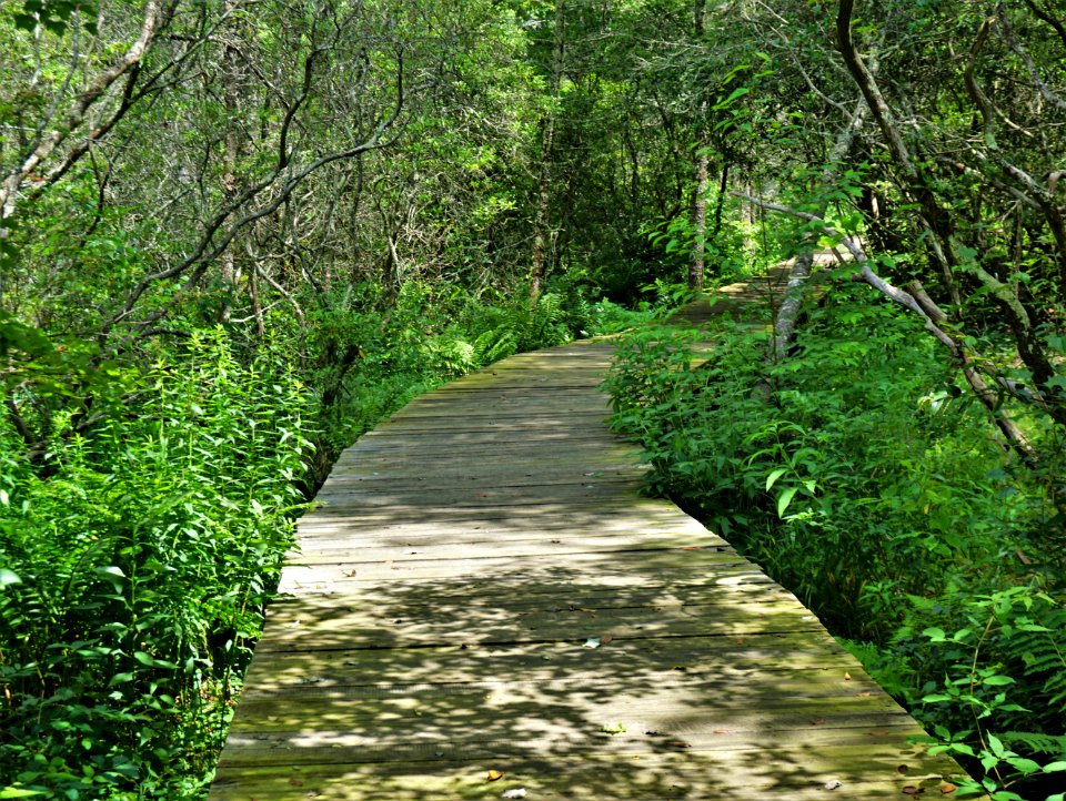 scene trail Pink Beds Pisgah NF ncwetlands KG (40)