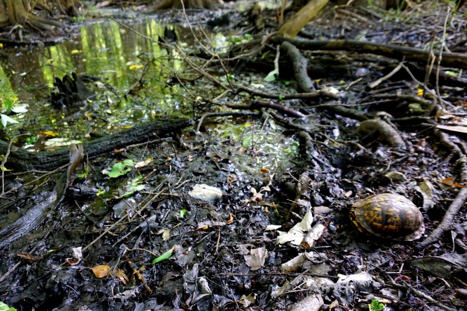 reptile box turtle Lower Roanoke River Wetlands Gameland ncwetlands KG (3)