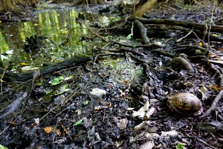 reptile box turtle Lower Roanoke River Wetlands Gameland ncwetlands KG (3)