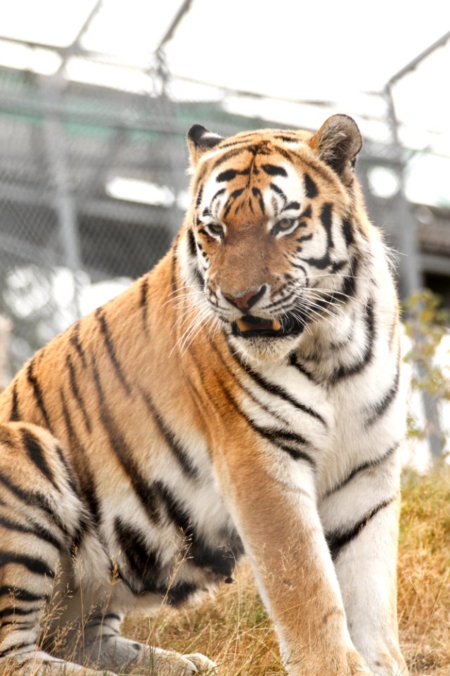 Siberian Tiger at Orsa Björnpark