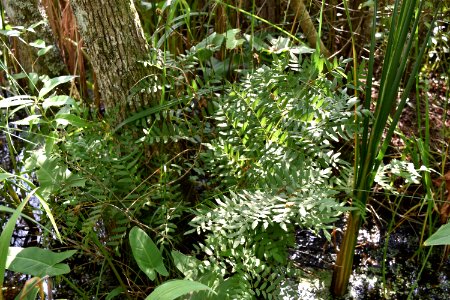 plant royal fern buckridge coastal preserve ncwetlands AM