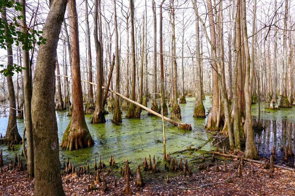 scene Merchants Millpond SP ncwetlands KG (18)