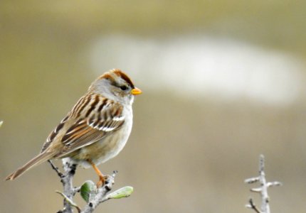 A perched white-crowned sparrow