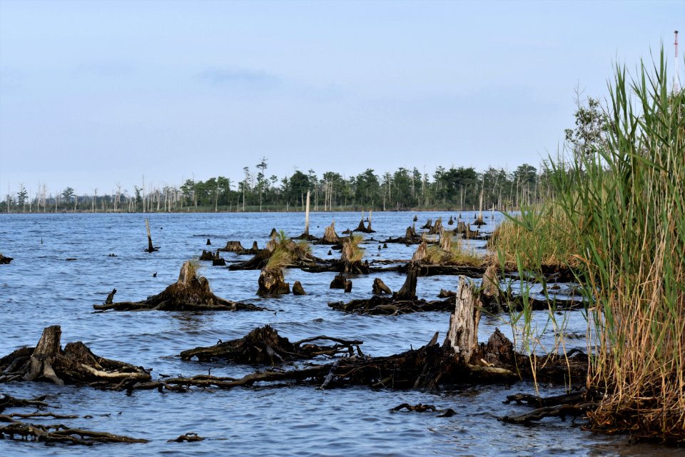 scene palmetto peartree preserve ncwetlands am (11)