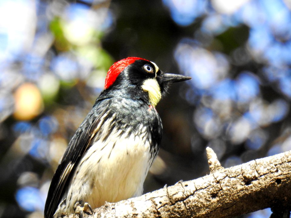 An acorn woodpecker searches for another tree