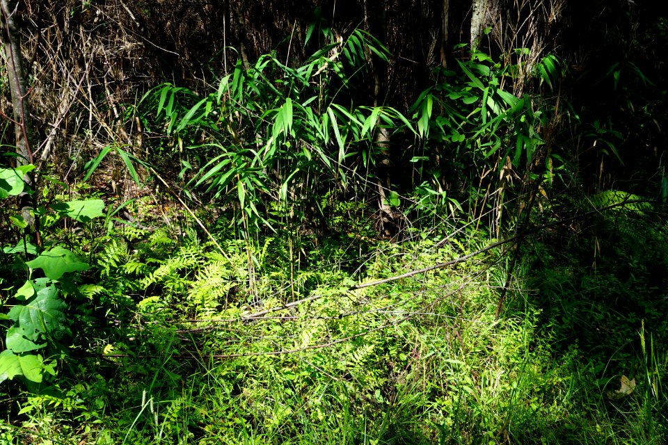 scene stream wetland Walthour-Moss preserve ncwetlands KG (1)