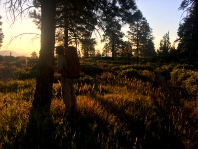 Sniffing a Ponderosa Pine