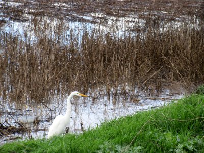 Great Egret in Alviso Slough