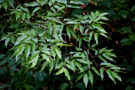 Celtis laevigata leaves ncwetlands Howell Woods KG