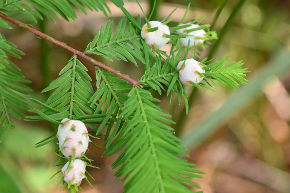 plant buckridge coastal preserve ncwetlands am (9)