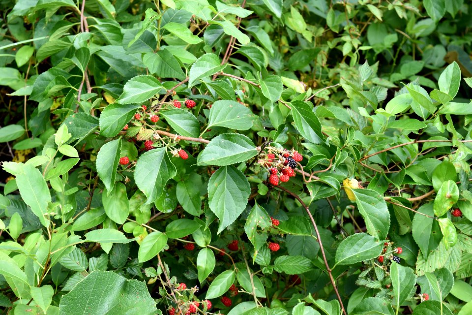 plant blackberry The Park at Flat Rock ncwetlands AM (4)