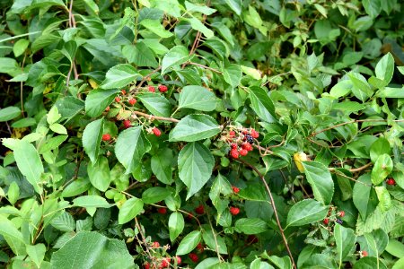 plant blackberry The Park at Flat Rock ncwetlands AM (4)