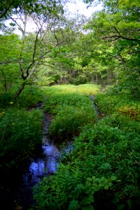 scene stream Bluff Mountain Preserve ncwetlands KG