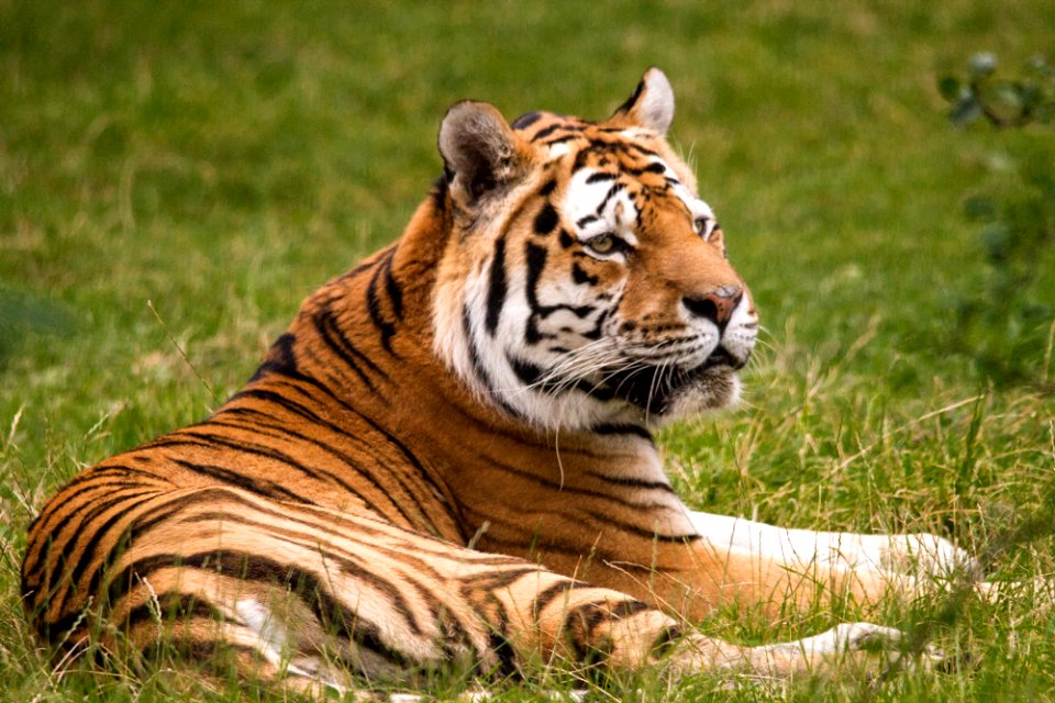 Siberian Tiger at Knuthenborg Safaripark photo