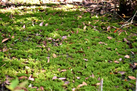 plant sphagnum dover bay gmlnd ncwetlands am (15)