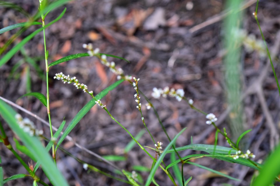 plant polygonum mcdowell np ncwetlands amm (37)