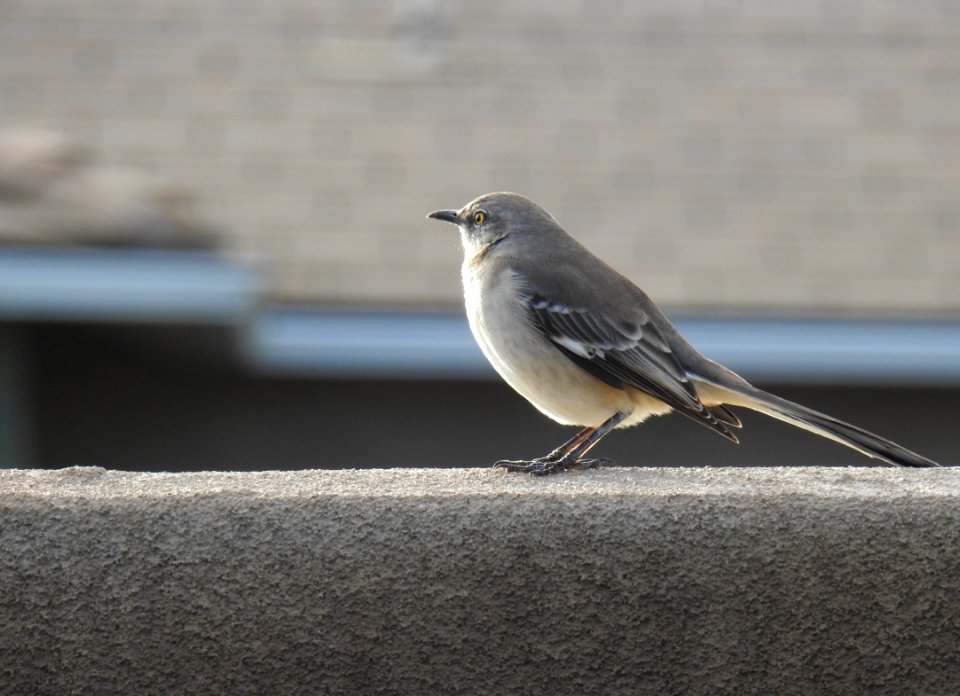 A wistful northern mockingbird