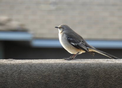 A wistful northern mockingbird photo