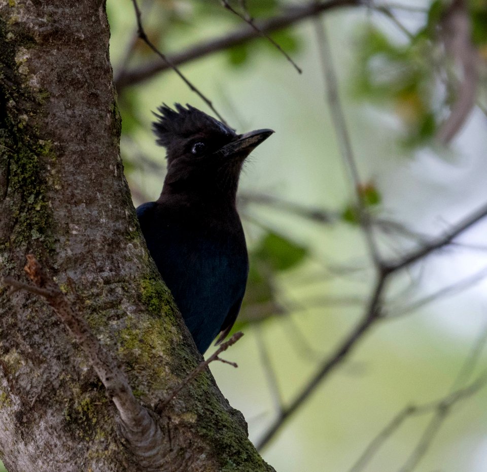 Steller's jay