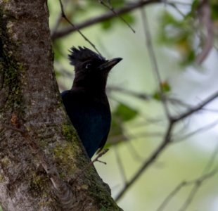 Steller's jay photo