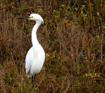 A curious snowy egret