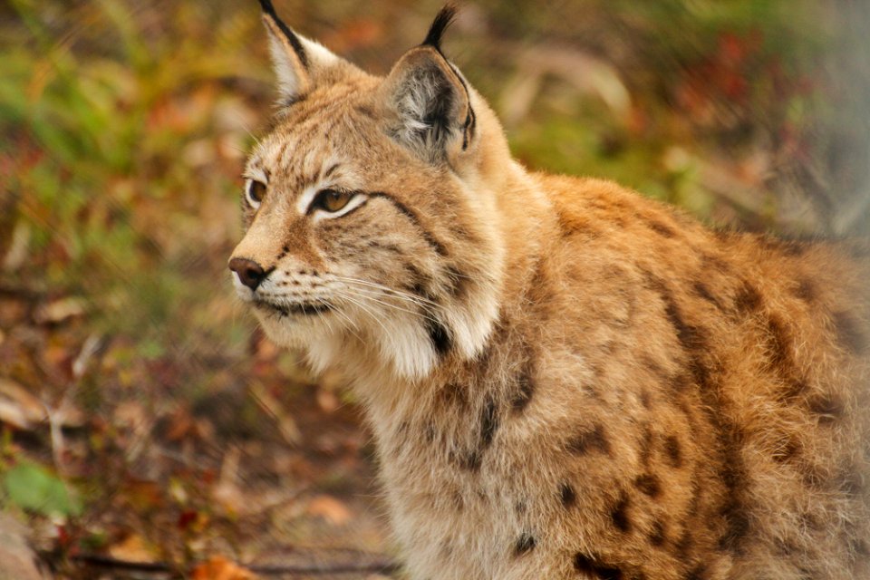 Lynx at Orsa Björnpark
