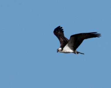 Osprey