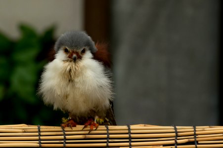 コビトハヤブサ Pygmy Falcon