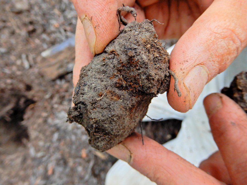 soil gleying upland depression mcdowell np ncwetlands KG (60)