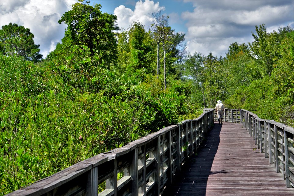scene boardwalk pocosin Lake Waccamaw State Park ncwetlands KG