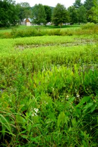 scene R Shomaker Park ncwetlands KG (2)