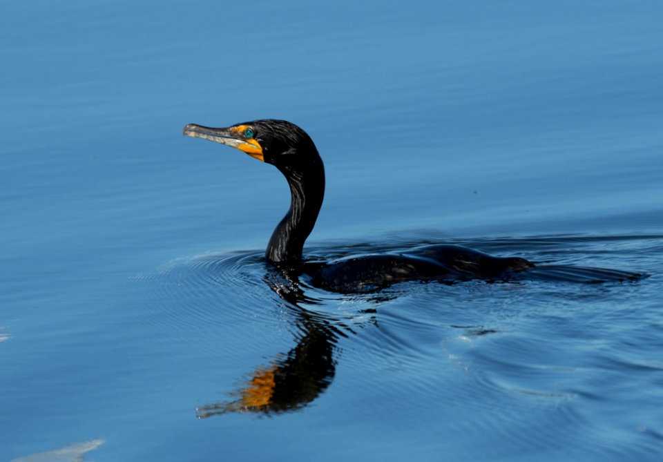 Double-crested cormorant