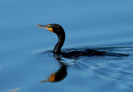 Double-crested cormorant