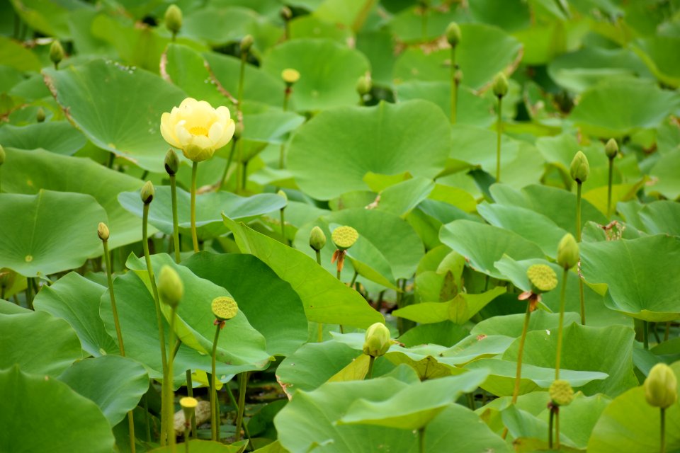 plant American lotus jack smith creek wetlands ncwetlands AM (5)