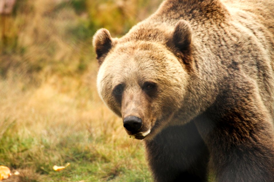 Bear at Orsa Björnpark