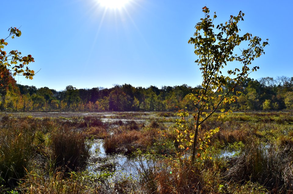 scene Beaver Marsh Preserve ncwetlands KG (5)