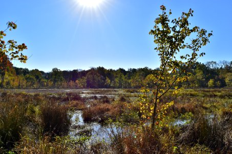 scene Beaver Marsh Preserve ncwetlands KG (5)