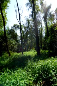 scene Gill St Park area ncwetlands AM (14)