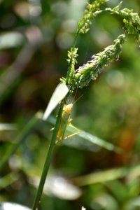 invertebrate grasshopper Buckhorn Reservoir ncwetlands AM (2)