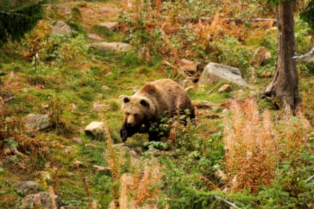 Bear at Orsa Björnpark